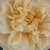 Sárga - Virágágyi floribunda rózsa - Olivera™